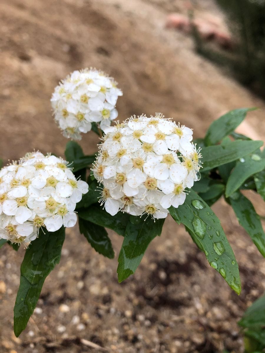 植えつけ🌼