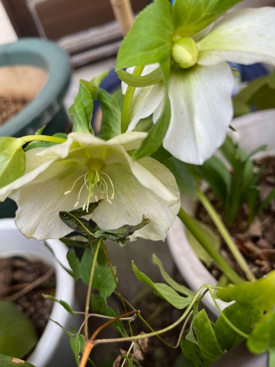 種蒔きビオラタイガーアイの開花