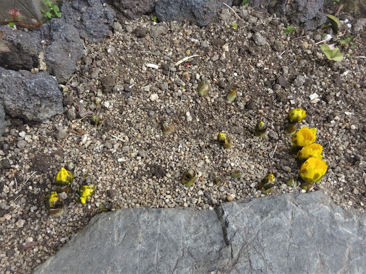 寄せ植え、プリムラ、福寿草です。