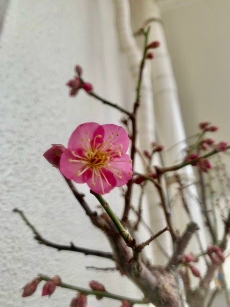 魁（男塾、ではない。）