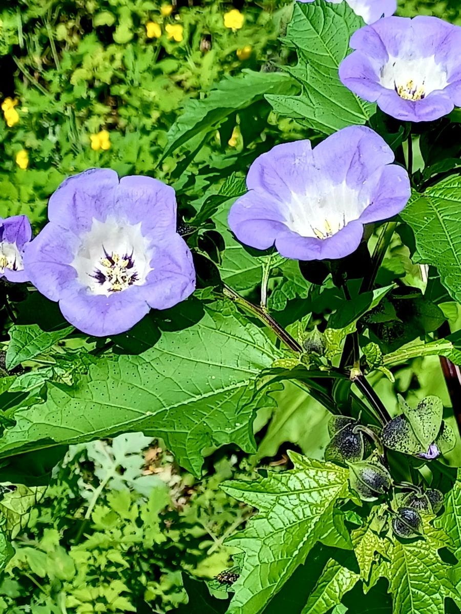 ドライにしてみました。