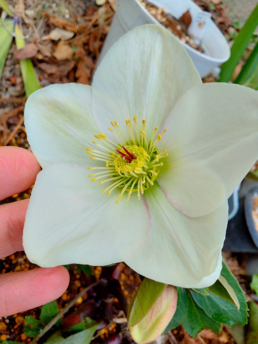 『氷の薔薇』ホワイト