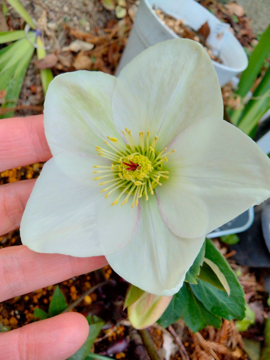 『氷の薔薇』ホワイト