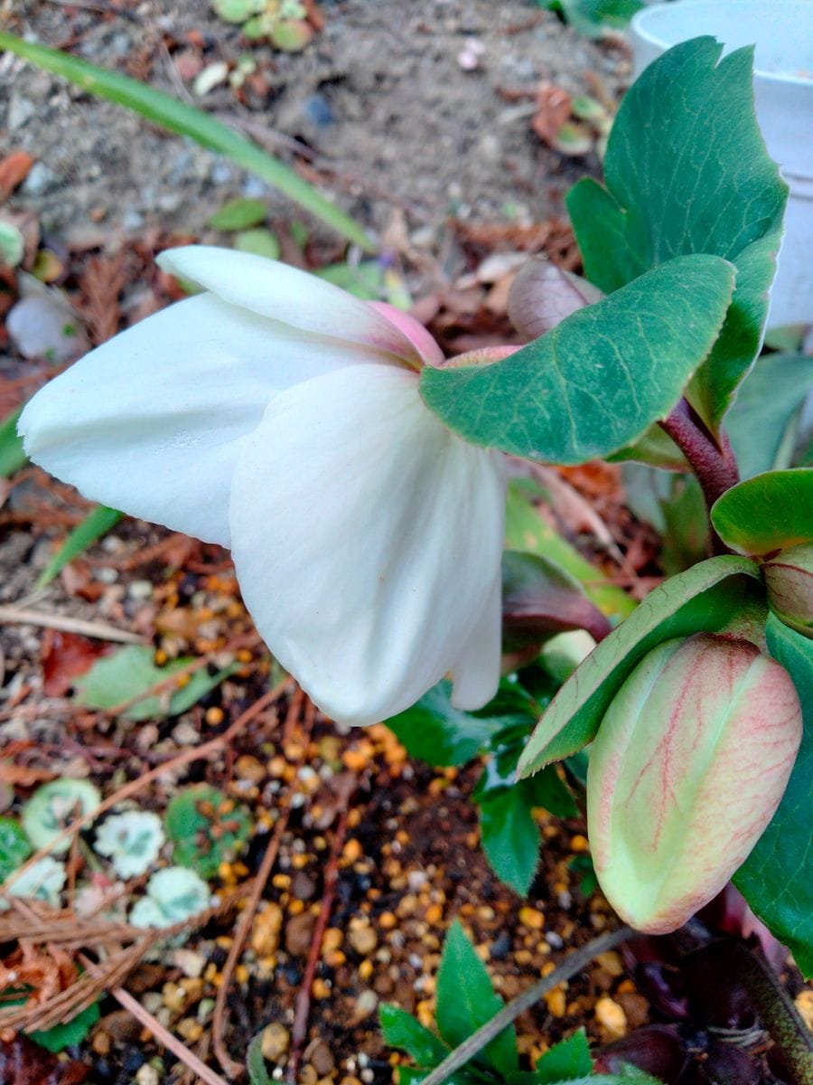 『氷の薔薇』ホワイト