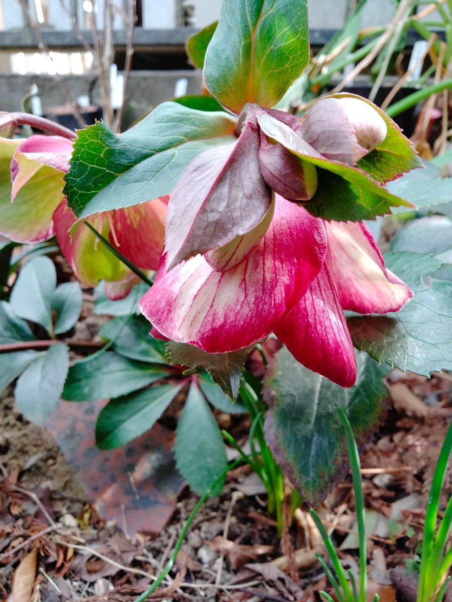 『氷の薔薇』ダークピコティー