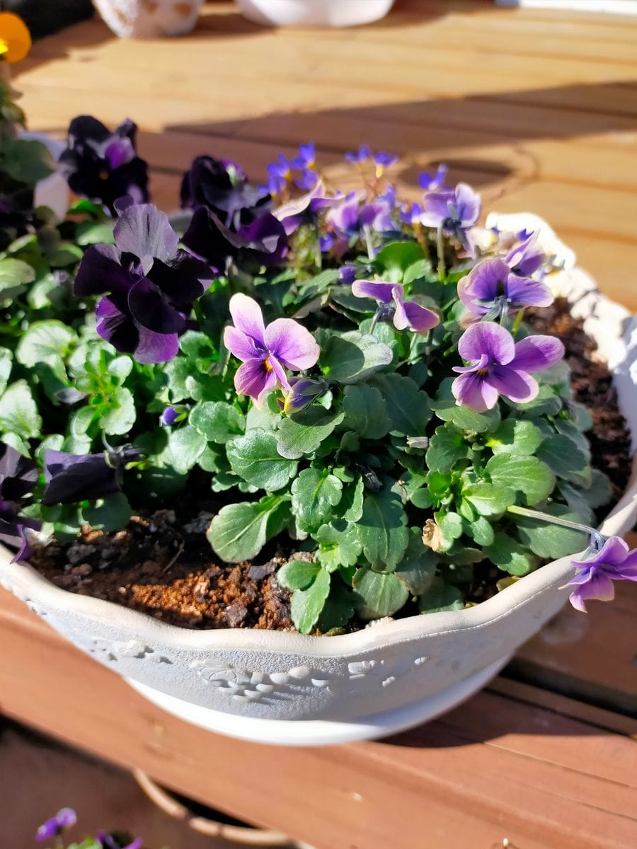 庭の花も気持ち良さそうです。