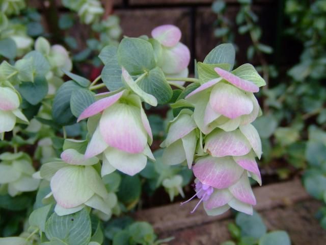 オレガノケントビューティとヒューケラの開花