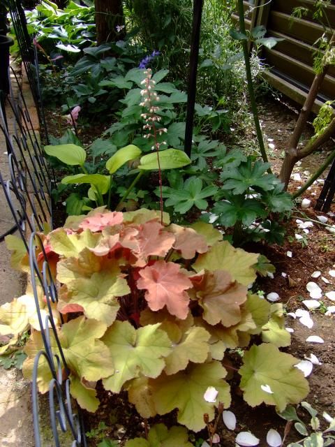 オレガノケントビューティとヒューケラの開花