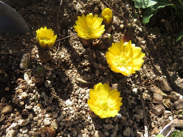 早春の花・福寿草