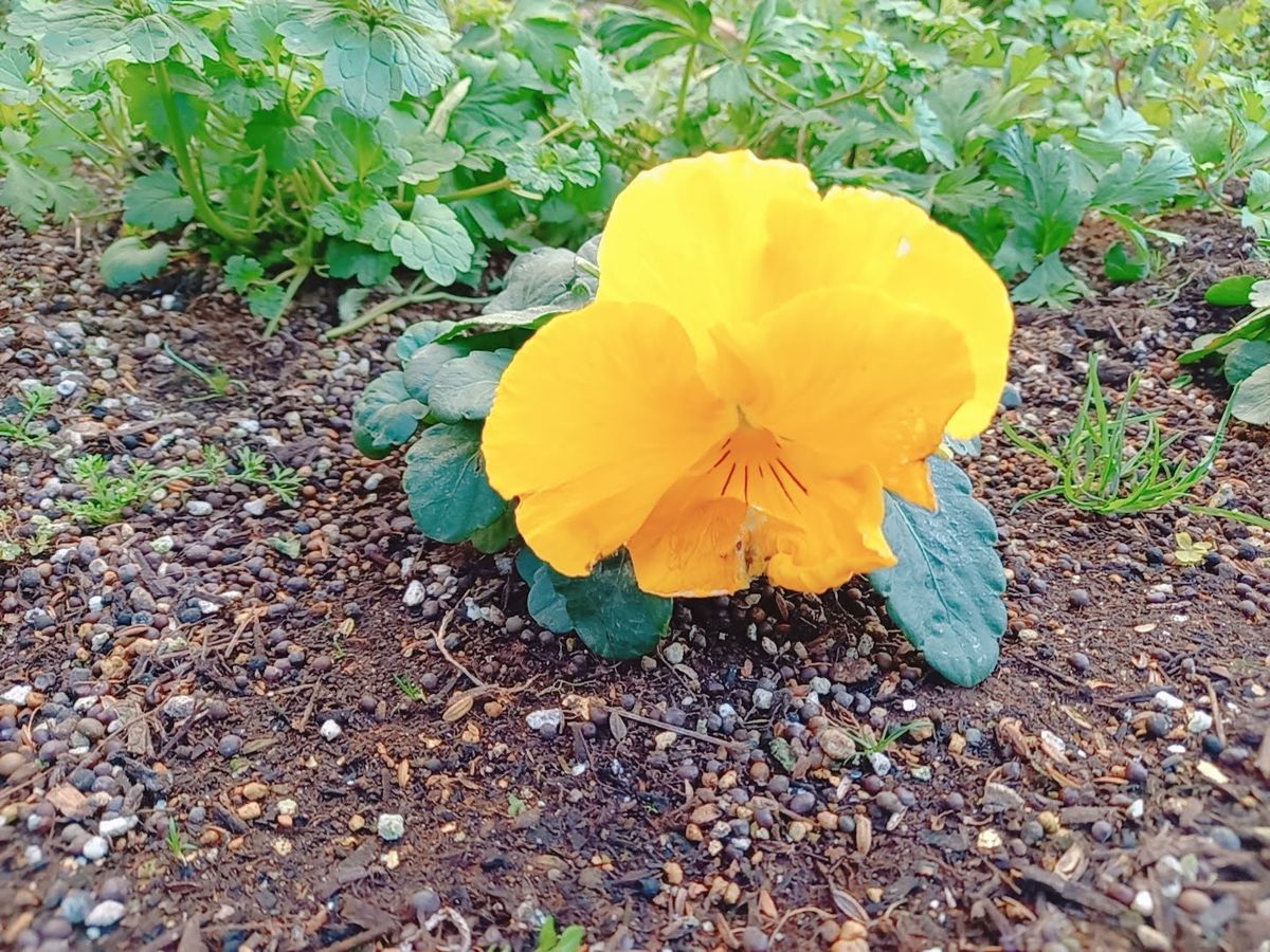 花作りは失敗から学んでいます