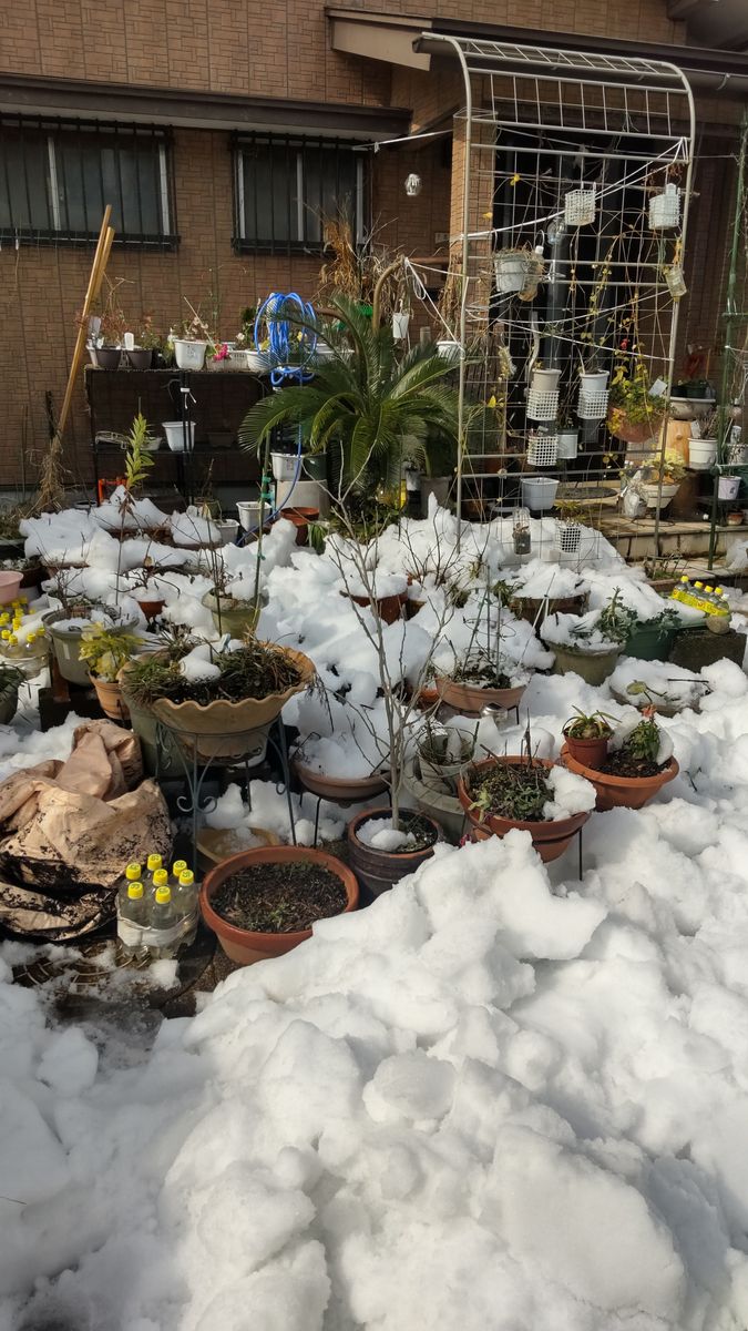 雪は、降ってる時、積もった時が厄介だけど❓️