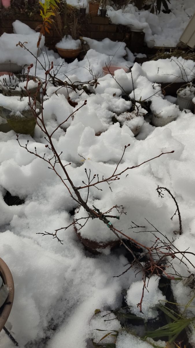 雪は、降ってる時、積もった時が厄介だけど❓️