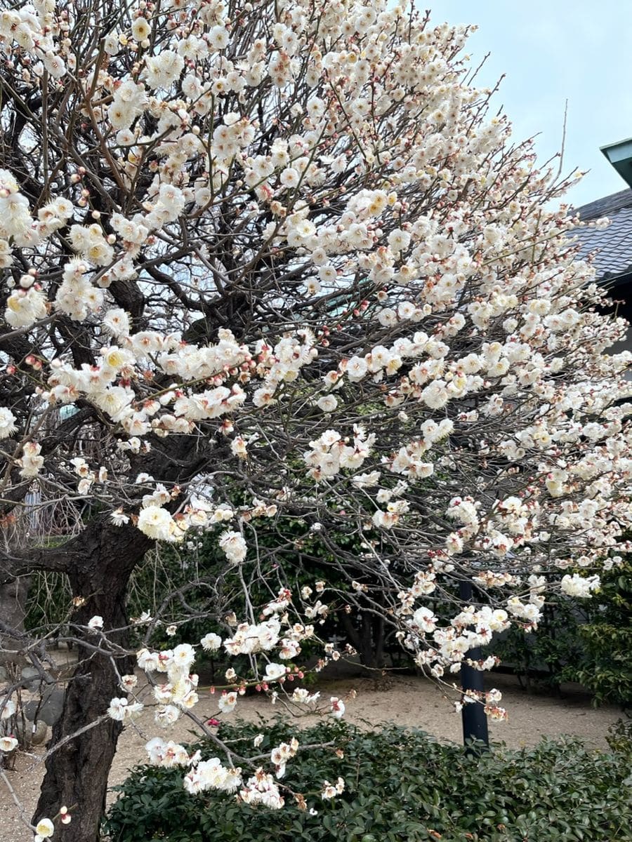 吉祥寺の蝋梅