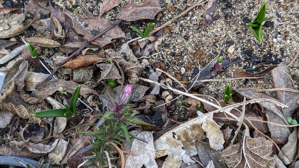 ヒヤシンソイデスの芽だし