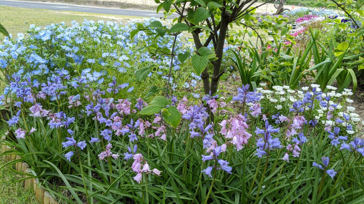 ヒヤシンソイデスの芽だし