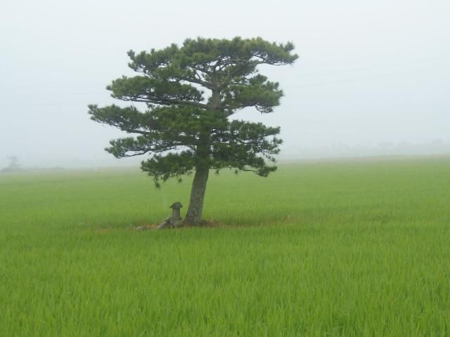 ウォーキング１５２日目