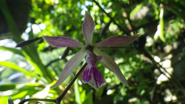 Encyclia Lee Ward