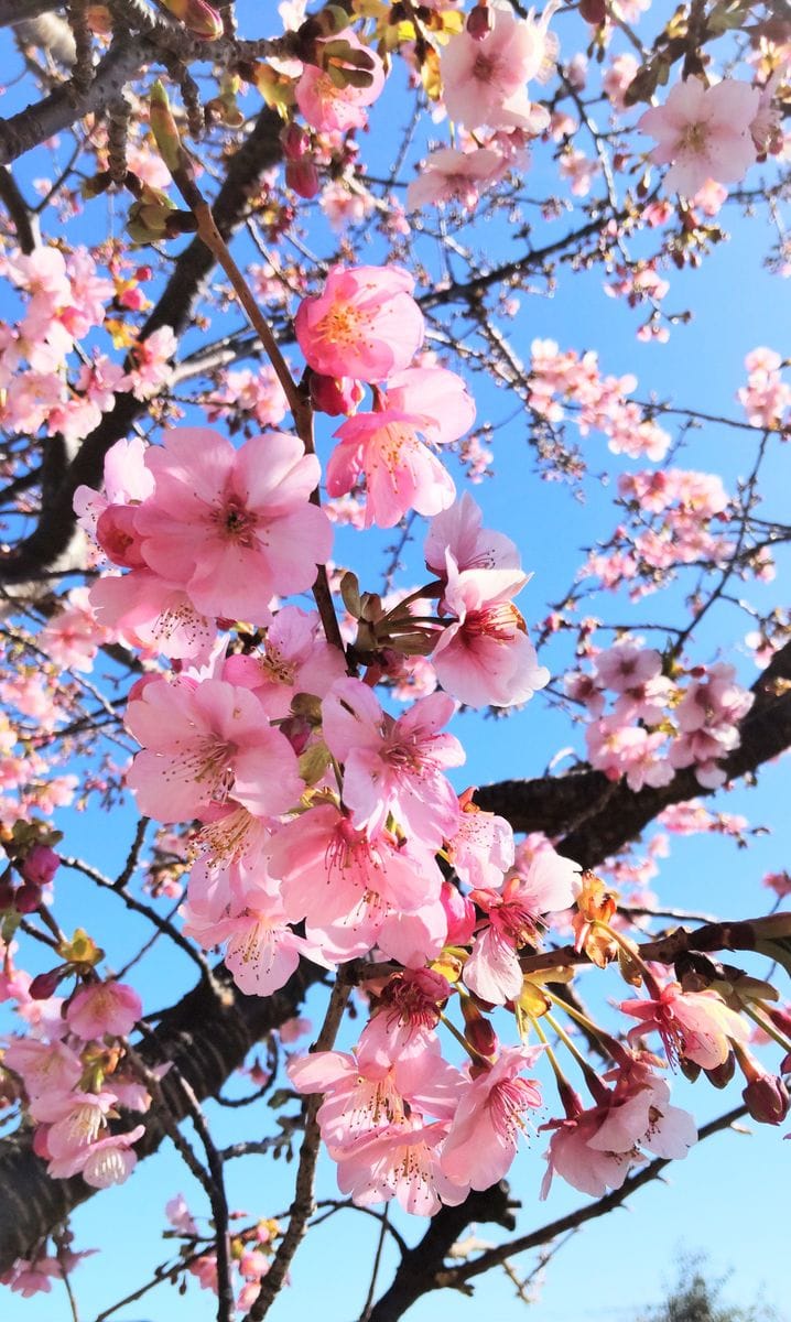 河津桜の開花