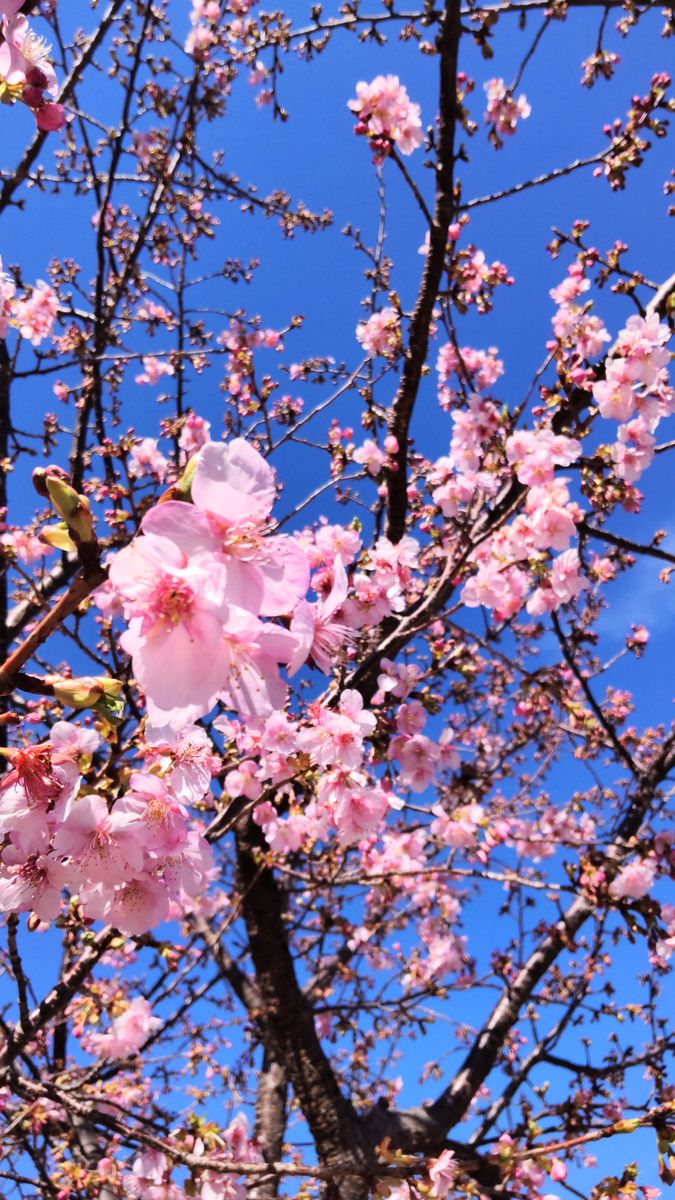 河津桜の開花