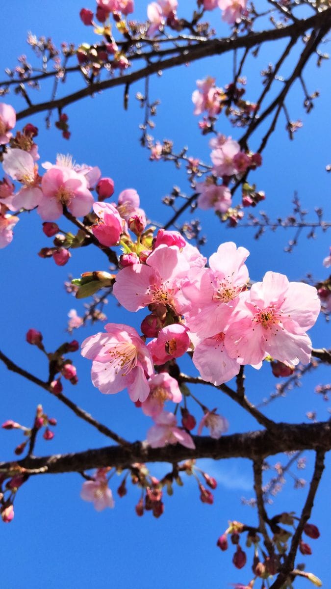 河津桜の開花