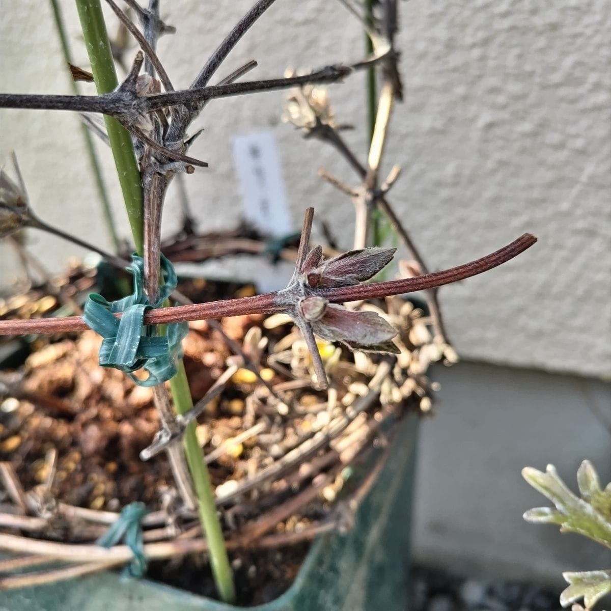 クレマチスの芽あれこれ