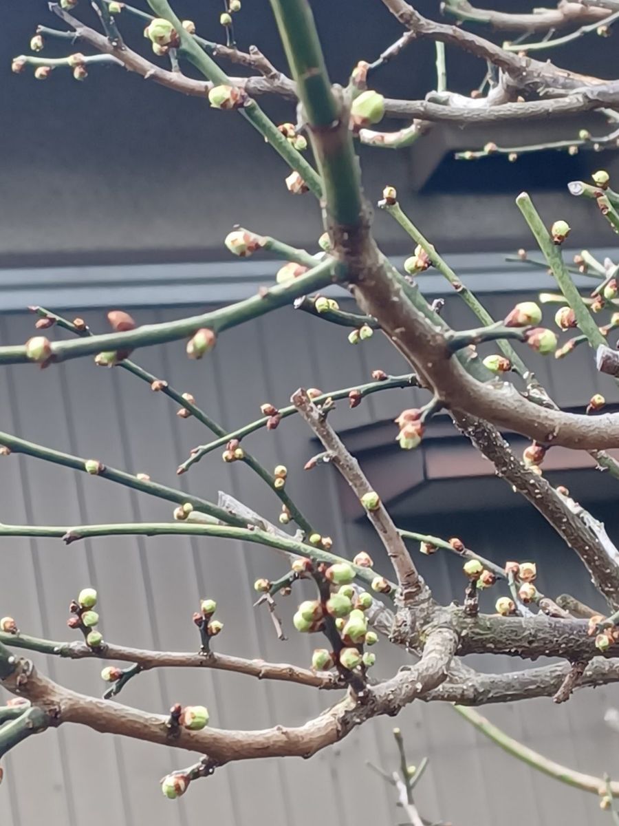 庭に地植えしたクリスマスローズ達が芽生えました