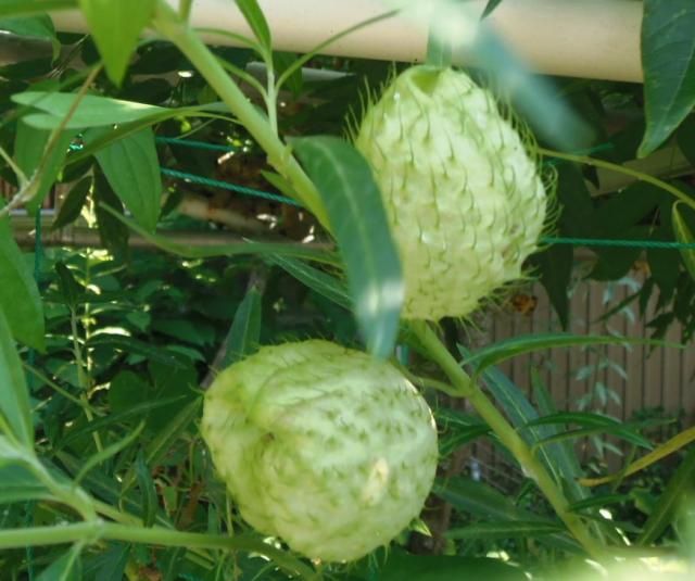 トルコキキョウ開花始め。今日の庭から