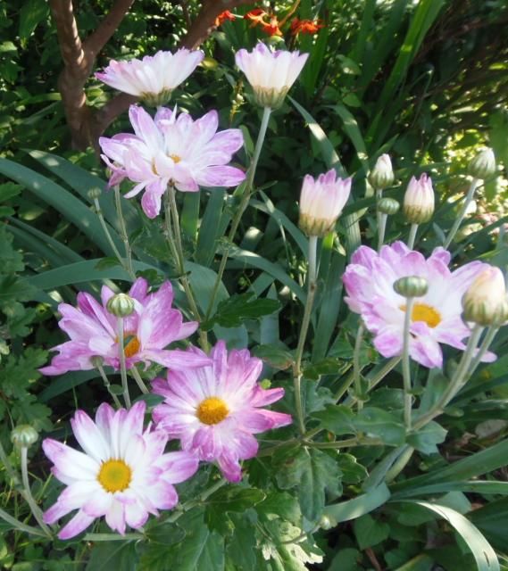 トルコキキョウ開花始め。今日の庭から