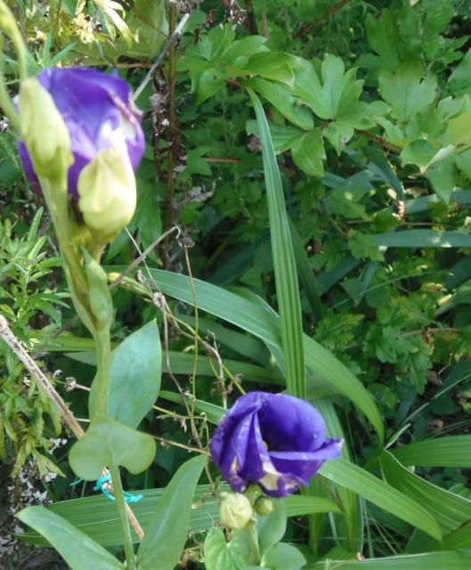 トルコキキョウ開花始め。今日の庭から