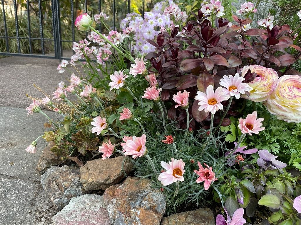 春花壇へ模様替え