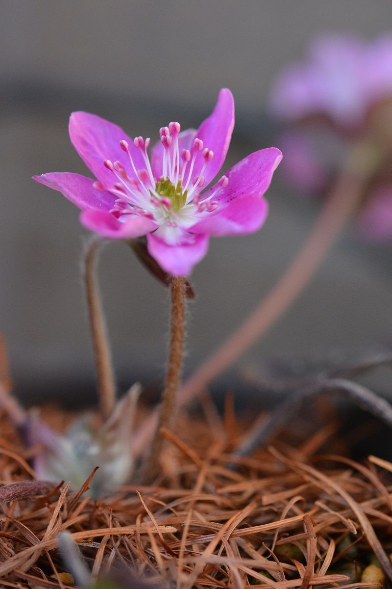 寄せ植えは難しい