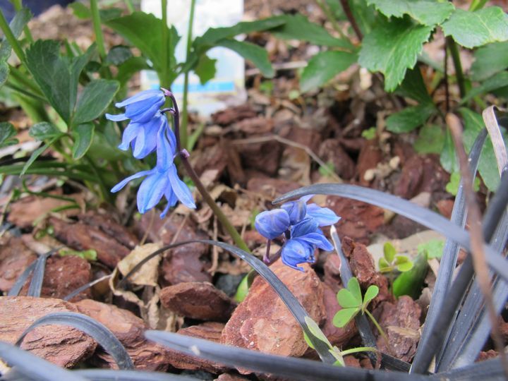 シラーの青い花