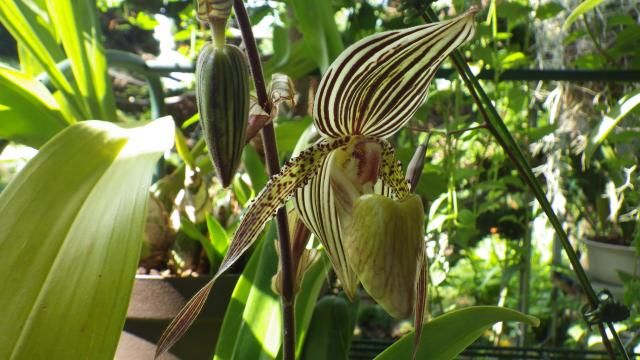 Paph.Saint Swithin