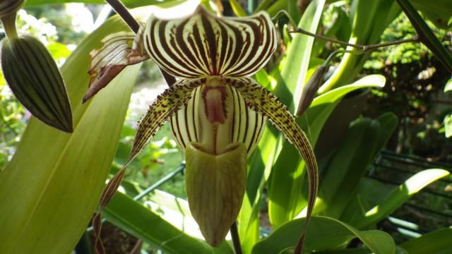 Paph.Saint Swithin