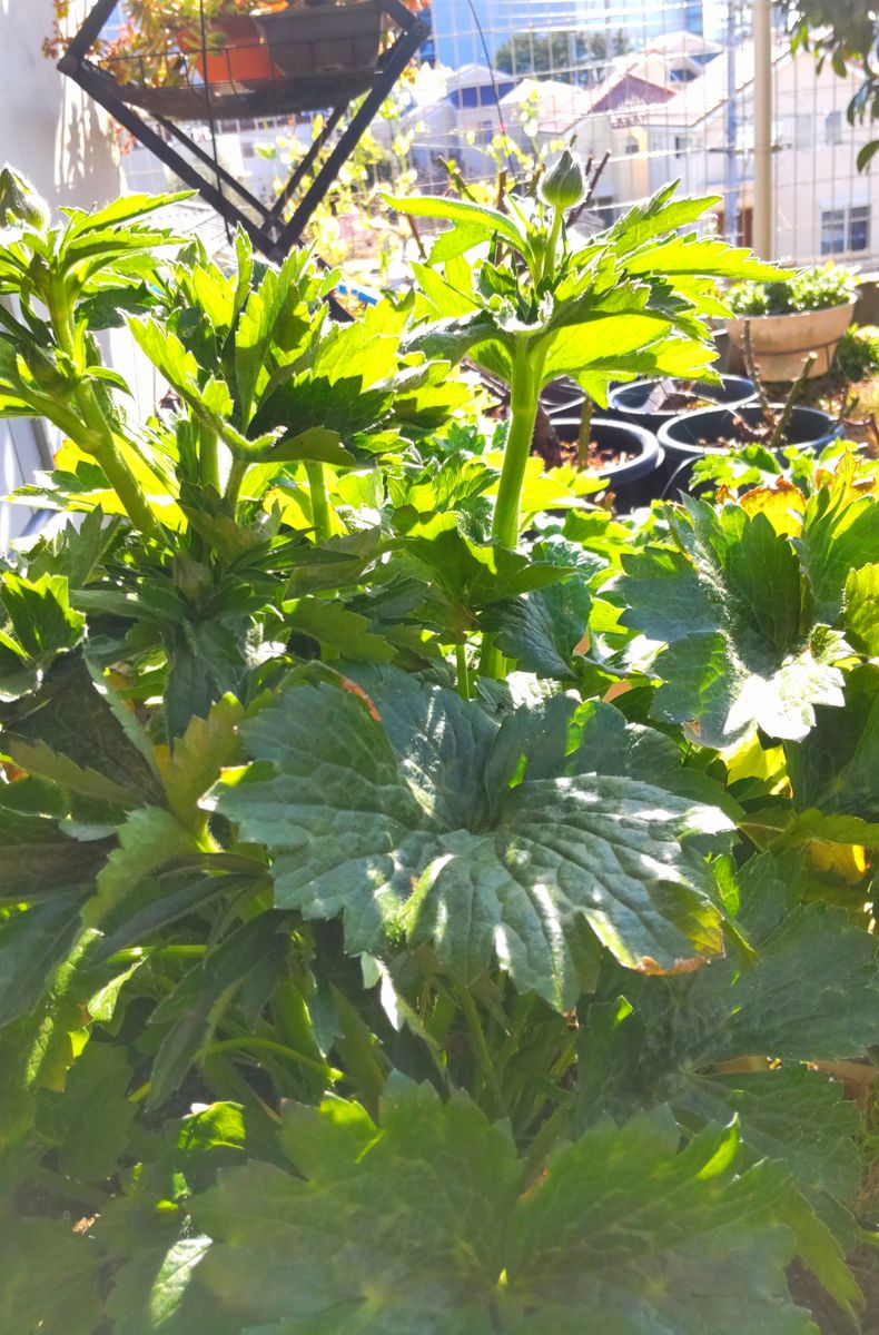 ラックスが伸び始めました🌿