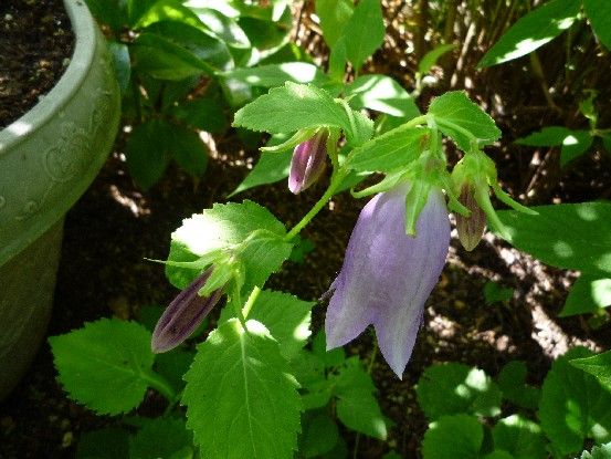 レモンマートルの花が咲きました！