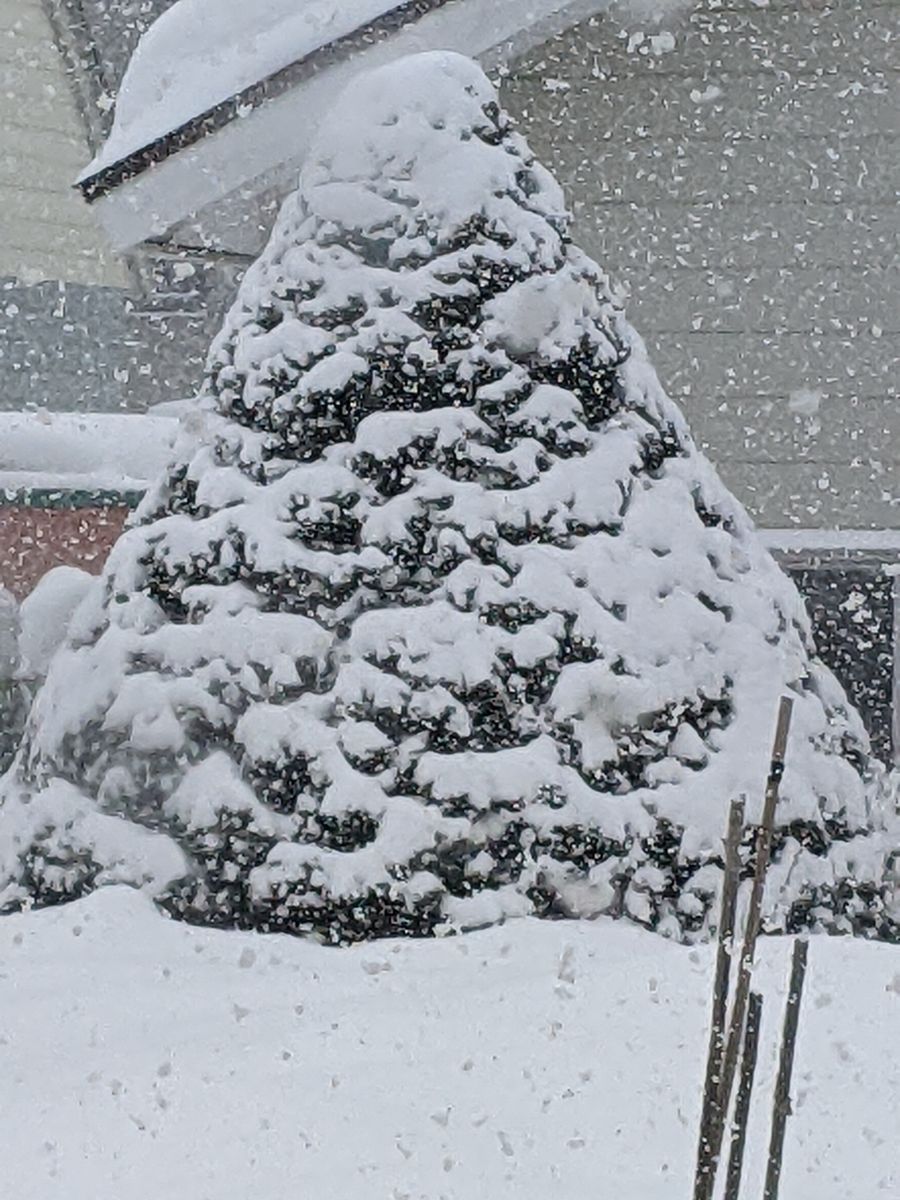 ❄️猛吹雪 と 花🌸