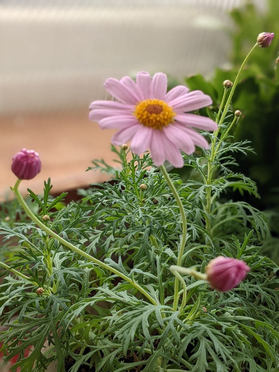 ❄️猛吹雪 と 花🌸