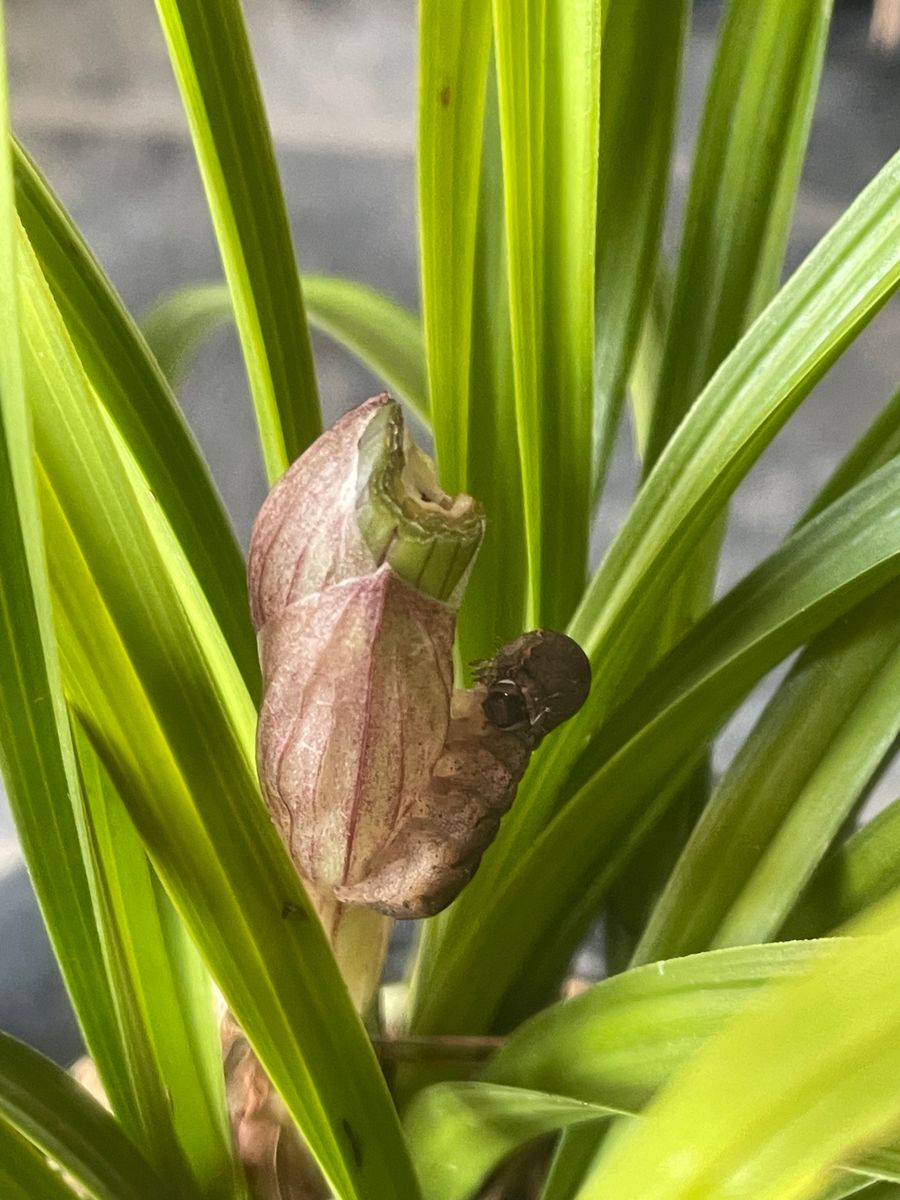 春蘭の花芽がぁ〜〜！！　ヨトウムシによる食害〜ー