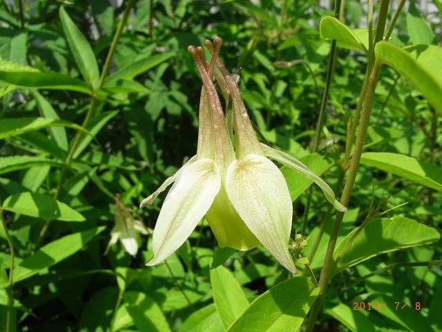 野草の花６６