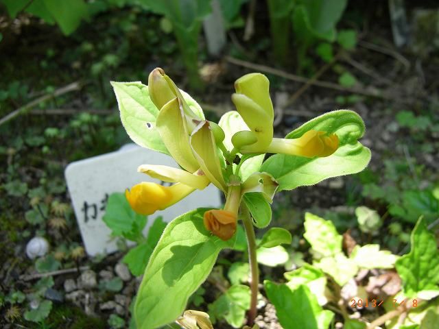 野草の花６６