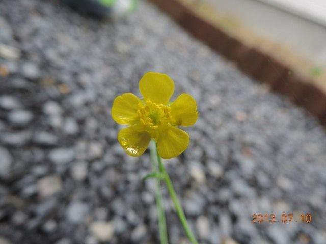 野草の花６７