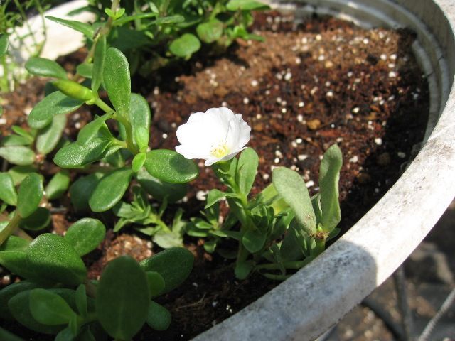 こぼれ種と挿し芽とハイビスカス