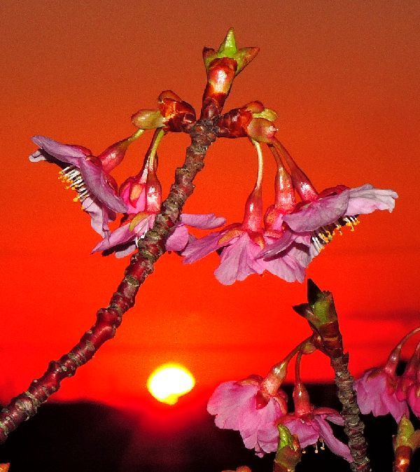 日の出と河津桜