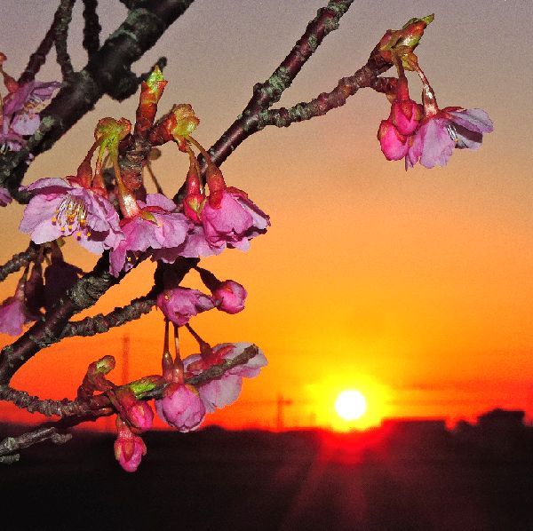 日の出と河津桜