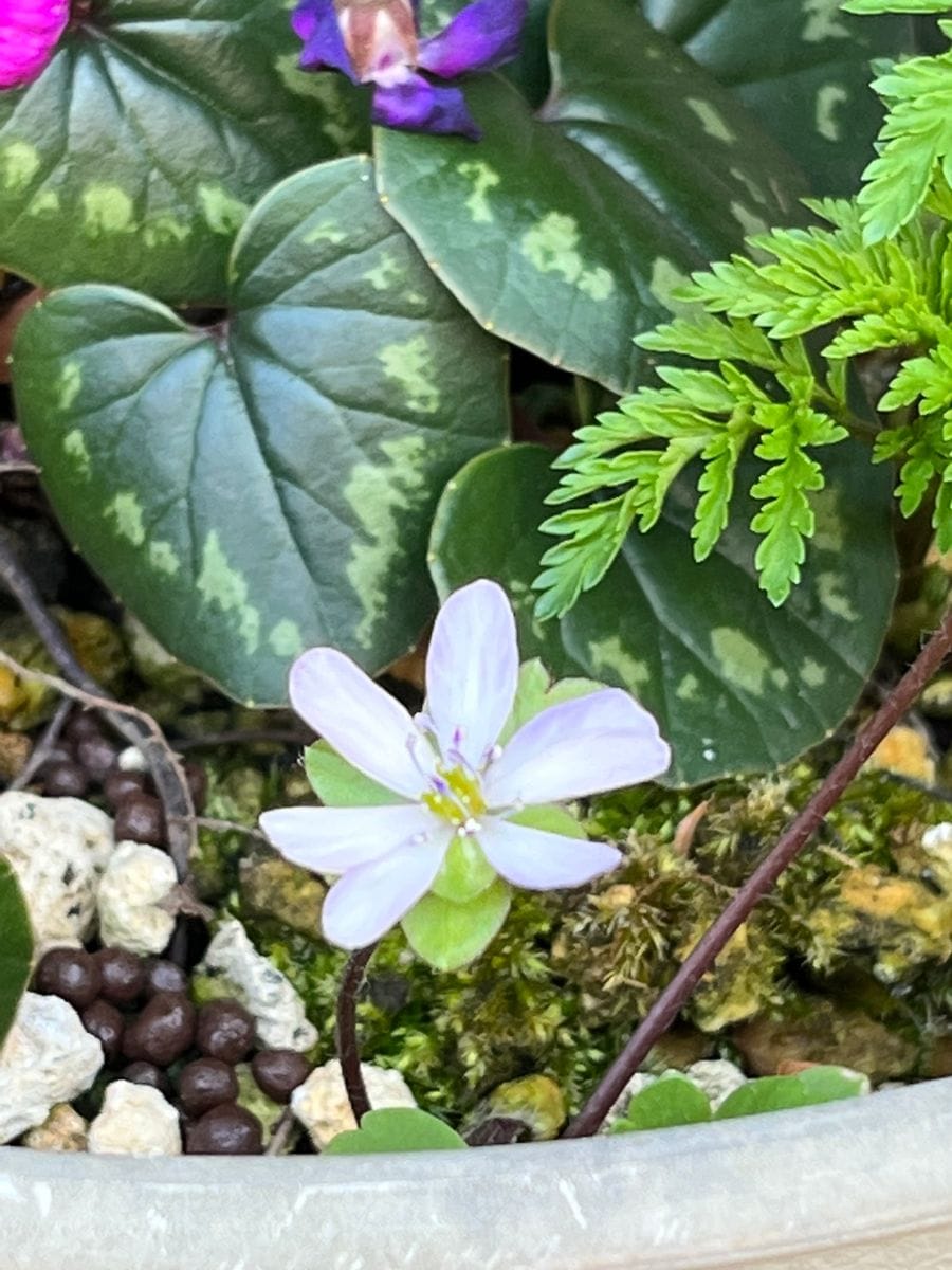 牡丹の芽