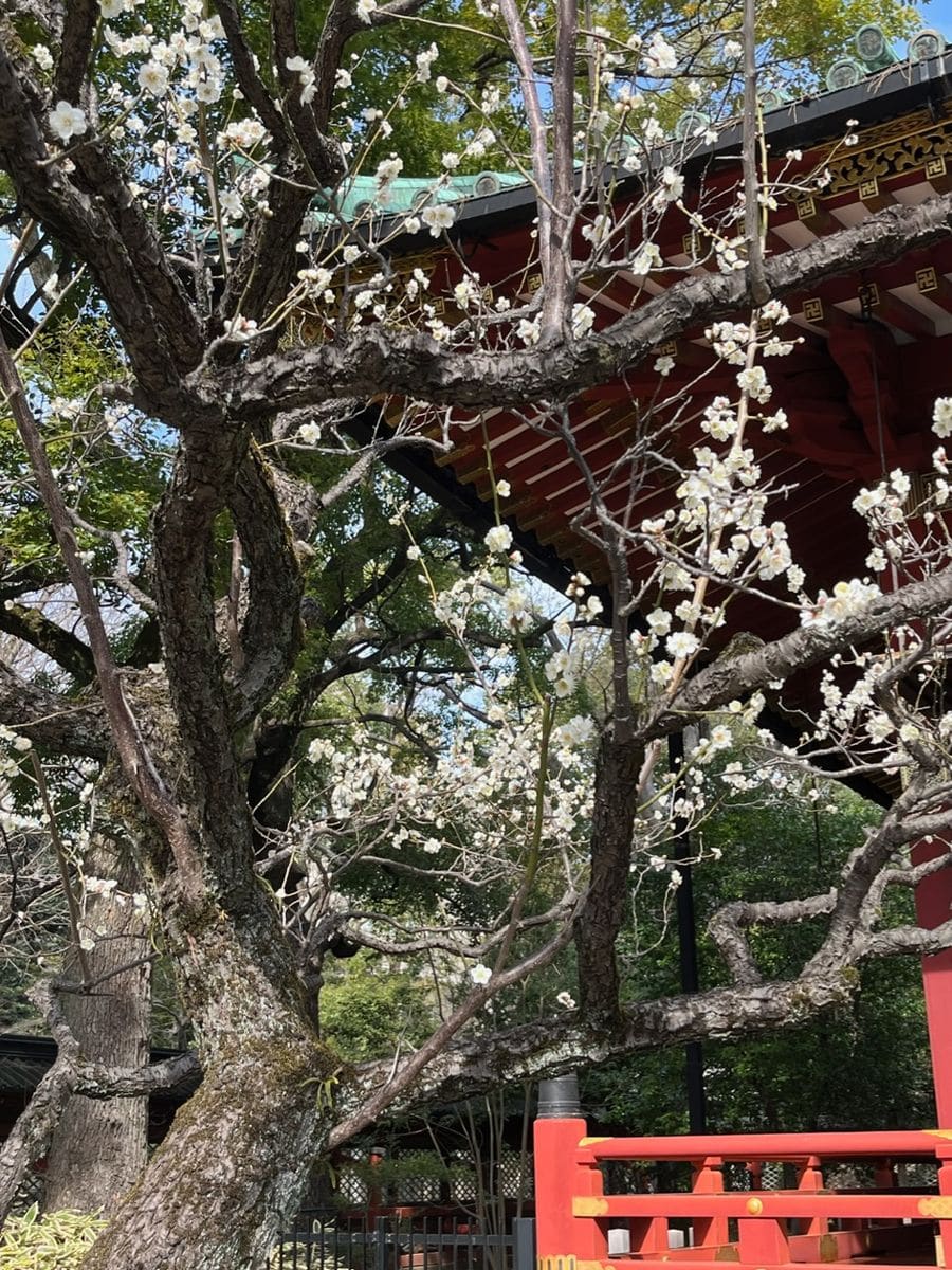 根津神社の梅