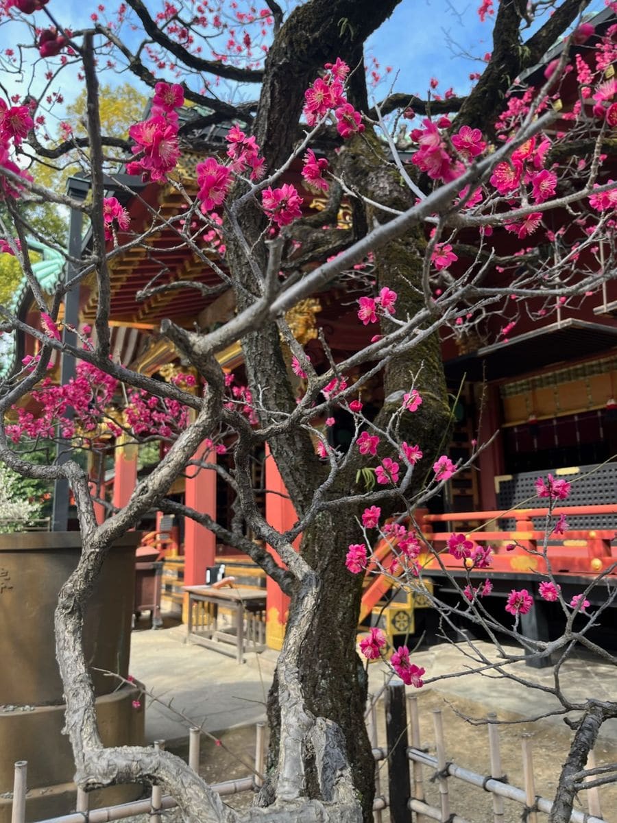 根津神社の梅