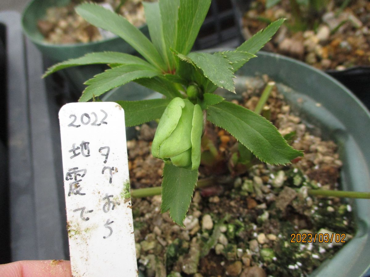 今年初開花の花たち・2