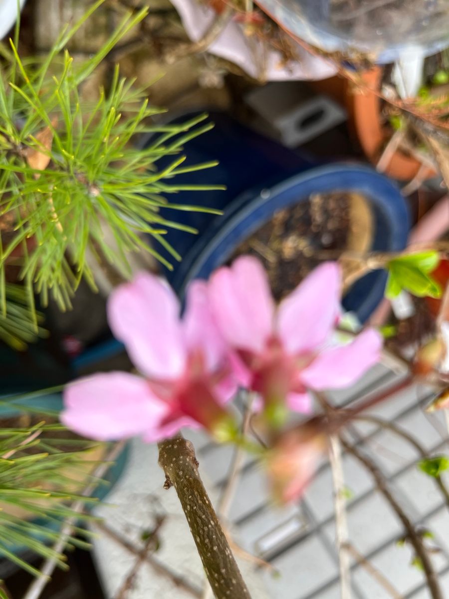 盆栽の桜の開花